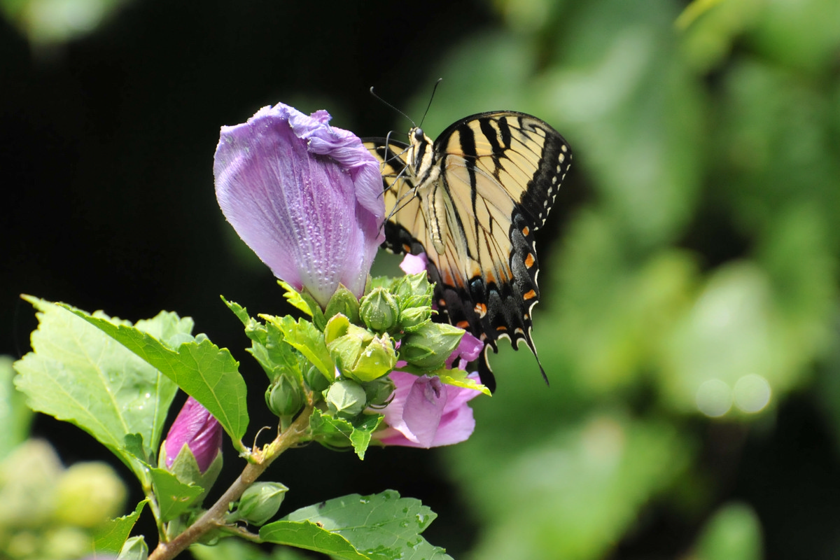 Carrollton Georgia - Eastern Tiger Swallowtail